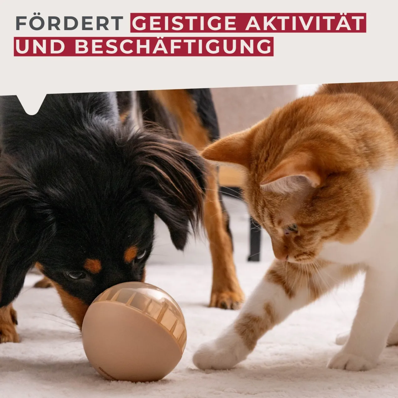 Snack-Ball Our Pets halb-transparent